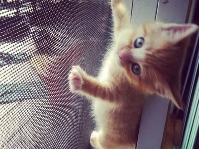 Ελαφρύ μαύρο γκρι PET Mesh Screen Εύκολη εγκατάσταση 0,35mm Διάμετρος καλωδίου 280g/m2